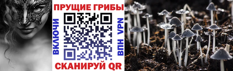 Псилоцибиновые грибы Cubensis  ОМГ ОМГ   Славск 